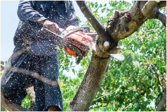 tree services Mount Calvary